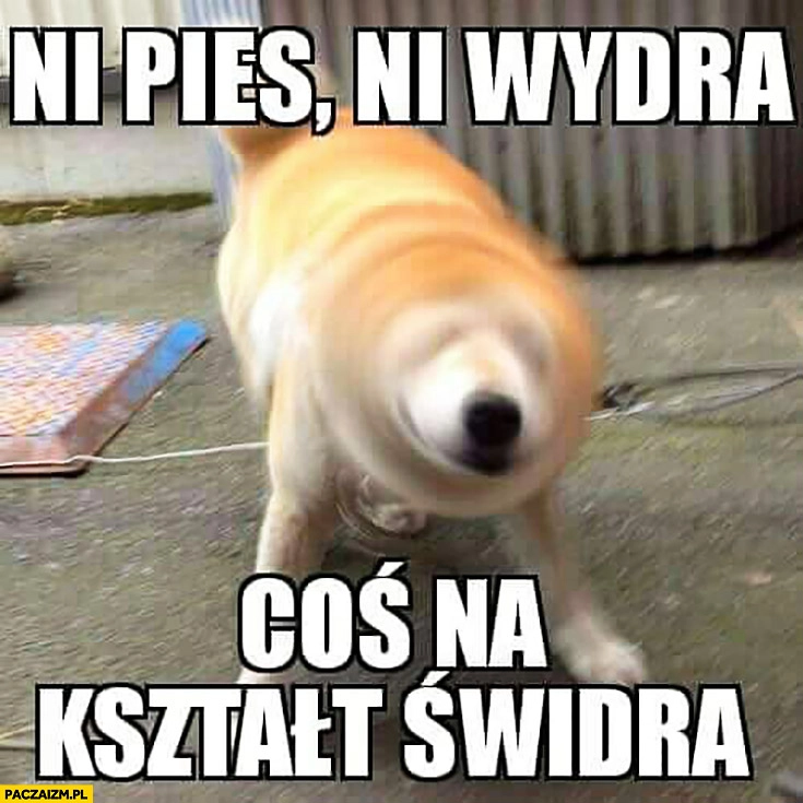 
    Ni pies ni wydra coś na kształt świdra