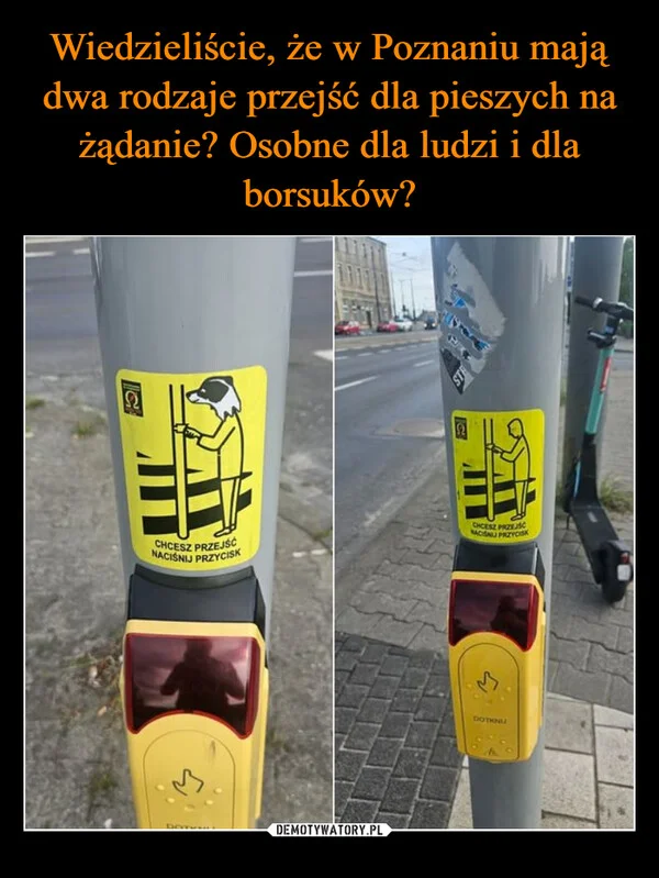 
    Wiedzieliście, że w Poznaniu mają dwa rodzaje przejść dla pieszych na żądanie? Osobne dla ludzi i dla borsuków?