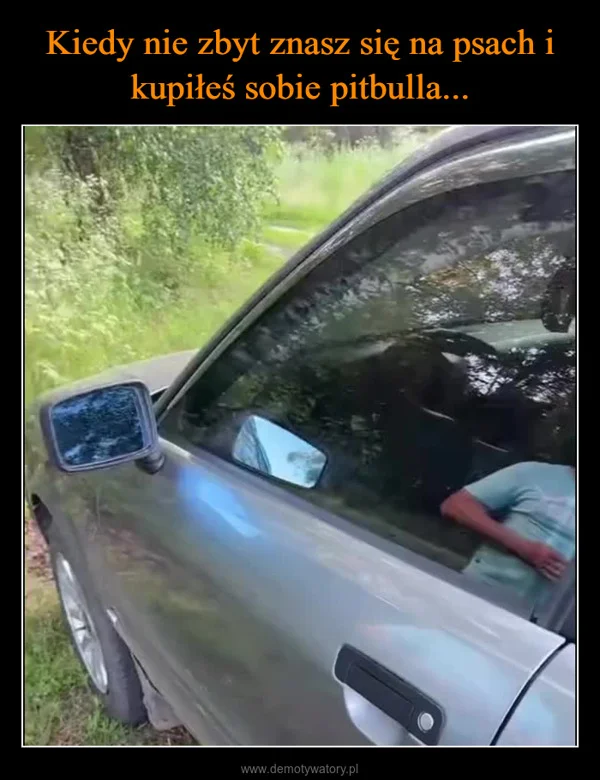 
    Kiedy nie zbyt znasz się na psach i kupiłeś sobie pitbulla...