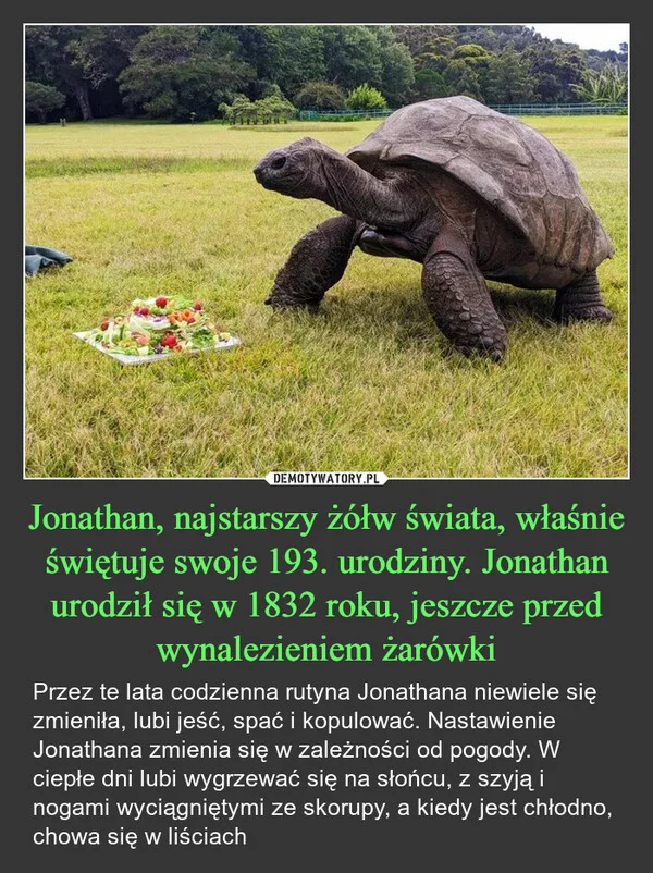 
    Jonathan, najstarszy żółw świata, właśnie świętuje swoje 193. urodziny. Jonathan urodził się w 1832 roku, jeszcze przed wynalezieniem żarówki
