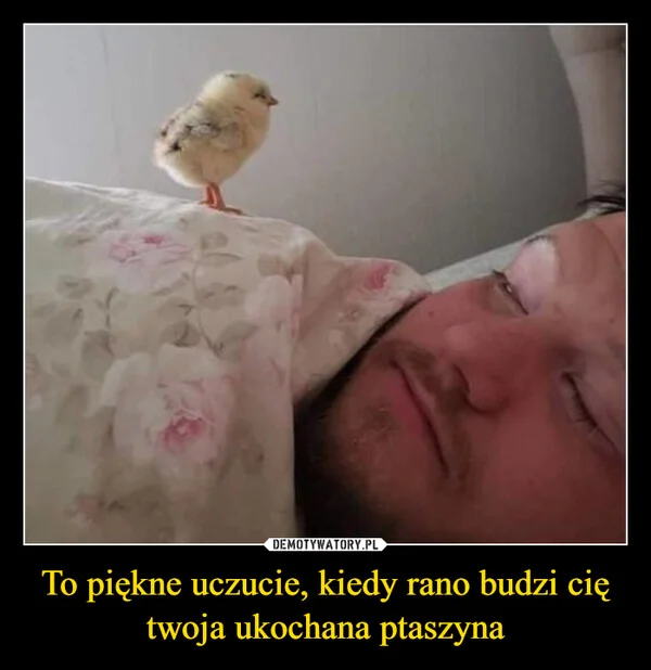 
    To piękne uczucie, kiedy rano budzi cię twoja ukochana ptaszyna