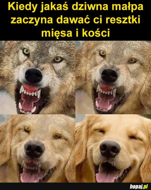 
    Pieski