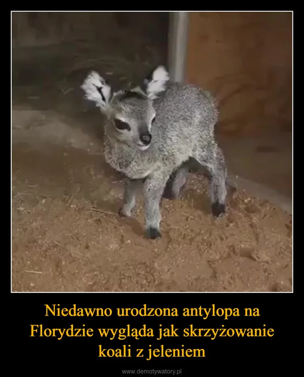 Niedawno urodzona antylopa na Florydzie wygląda jak skrzyżowanie koali z jeleniem