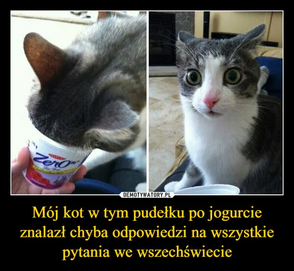 
    Mój kot w tym pudełku po jogurcie znalazł chyba odpowiedzi na wszystkie pytania we wszechświecie