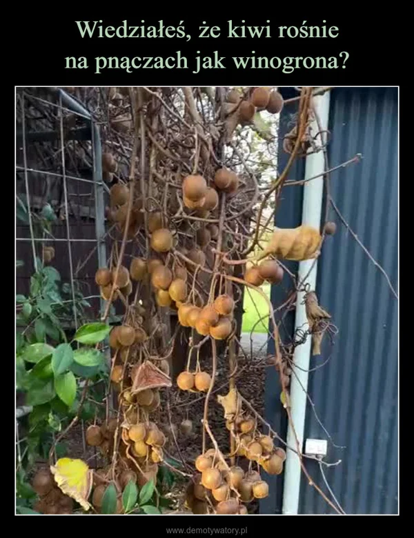 
    Wiedziałeś, że kiwi rośnie na pnączach jak winogrona?