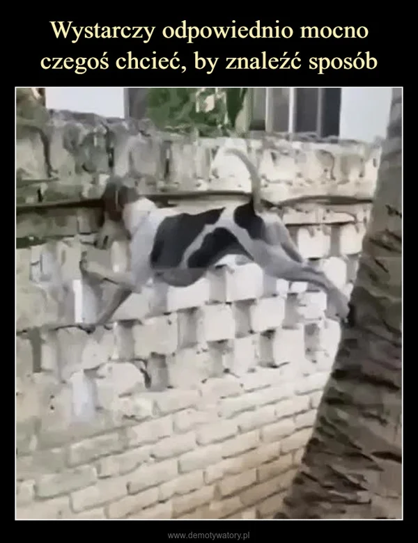
    Wystarczy odpowiednio mocno czegoś chcieć, by znaleźć sposób