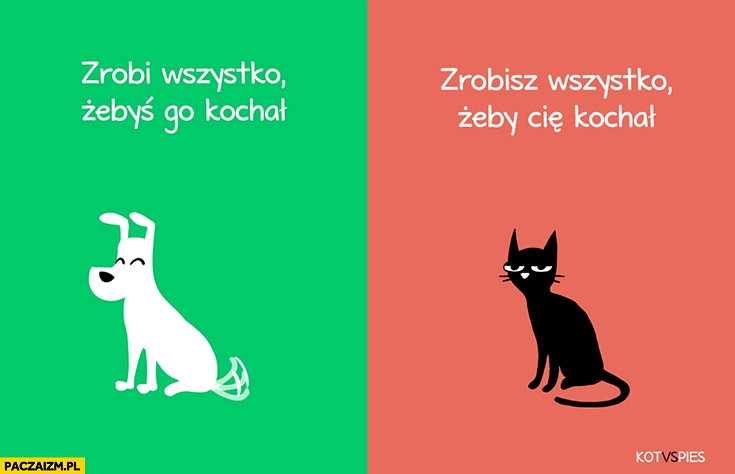 
    Pies zrobi wszystko żebyś go kochał, kot zrobisz wszystko żeby Cię kochał kot vs pies