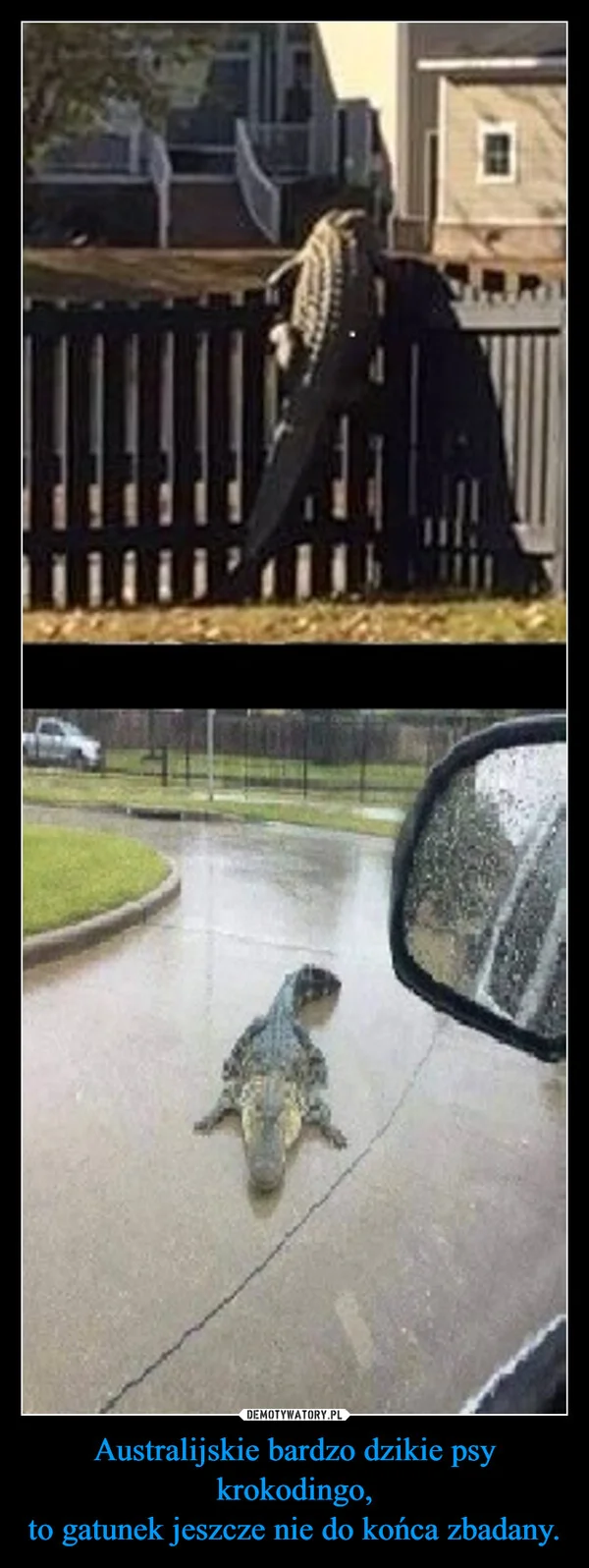 
    Australijskie bardzo dzikie psy krokodingo, to gatunek jeszcze nie do końca zbadany.