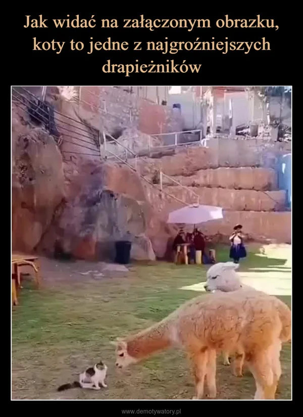 
    Jak widać na załączonym obrazku, koty to jedne z najgroźniejszych drapieżników