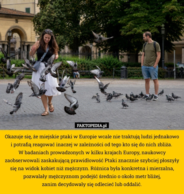 Okazuje się, że miejskie ptaki w Europie wcale nie traktują ludzi jednakowo