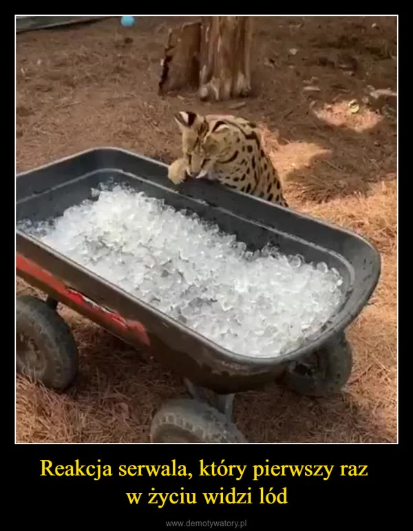 
    Reakcja serwala, który pierwszy raz w życiu widzi lód