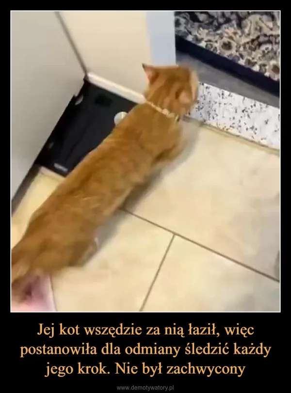 
    Jej kot wszędzie za nią łaził, więc postanowiła dla odmiany śledzić każdy jego krok. Nie był zachwycony