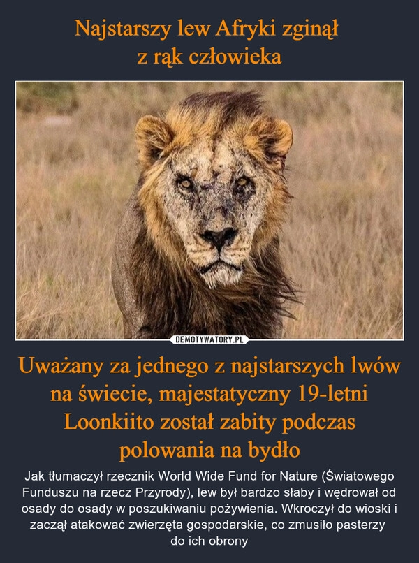 
    Najstarszy lew Afryki zginął 
z rąk człowieka Uważany za jednego z najstarszych lwów na świecie, majestatyczny 19-letni Loonkiito został zabity podczas polowania na bydło