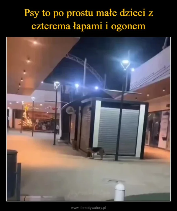 
    Psy to po prostu małe dzieci z czterema łapami i ogonem