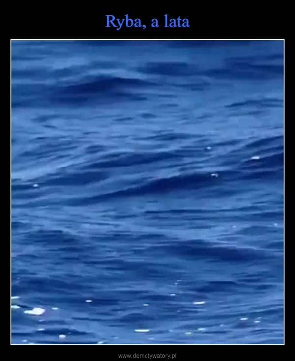 
    Ryba, a lata