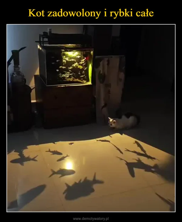 
    Kot zadowolony i rybki całe