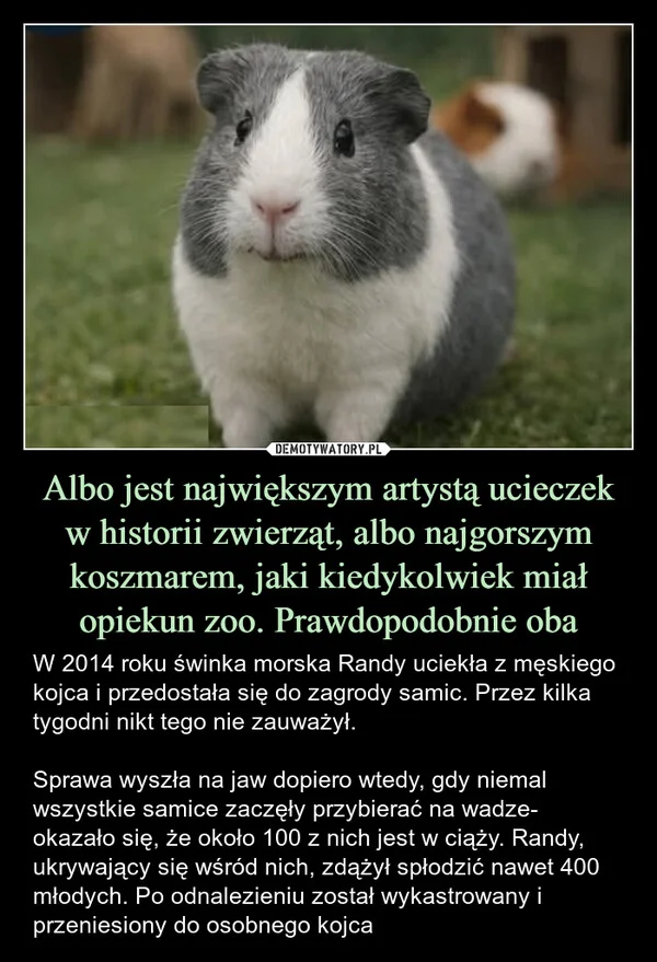 
    Albo jest największym artystą ucieczek w historii zwierząt, albo najgorszym koszmarem, jaki kiedykolwiek miał opiekun zoo. Prawdopodobnie oba