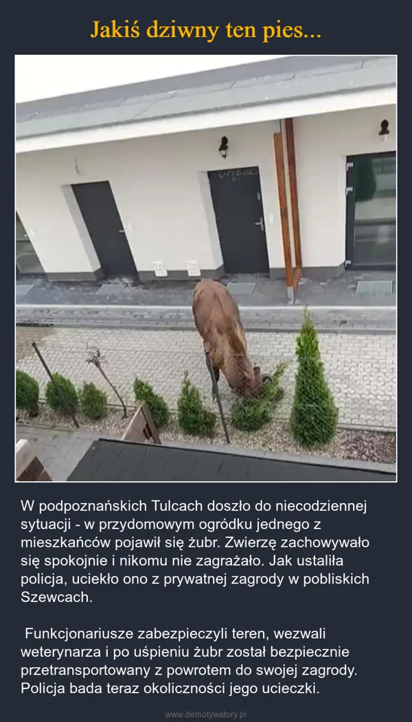 
    Jakiś dziwny ten pies...
