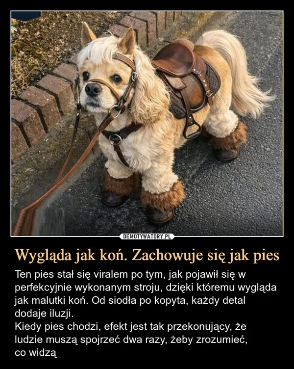 
    Wygląda jak koń. Zachowuje się jak pies