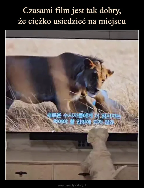 
    Czasami film jest tak dobry, że ciężko usiedzieć na miejscu