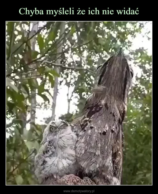 
    Chyba myśleli że ich nie widać