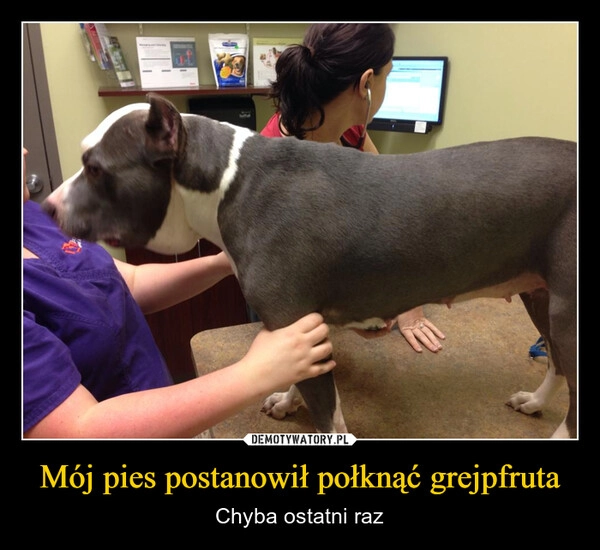 
    Mój pies postanowił połknąć grejpfruta