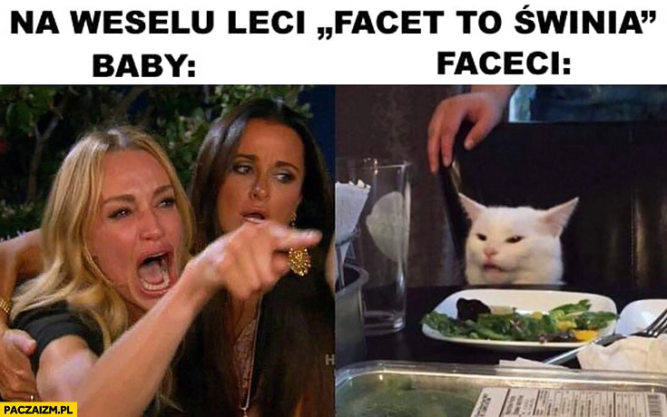 
    Na weselu leci facet to świnia, baby: faceci kot laska drze się