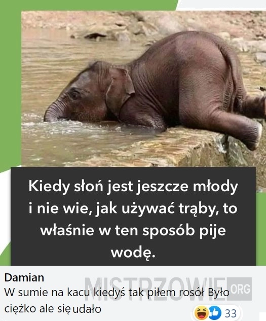 
    Słoń