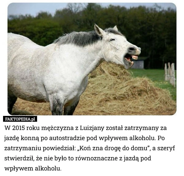 
    W 2015 roku mężczyzna z Luizjany został zatrzymany za jazdę konną po autostradzie