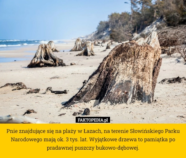 
    Pnie znajdujące się na plaży w Łazach, na terenie Słowińskiego Parku Narodowego