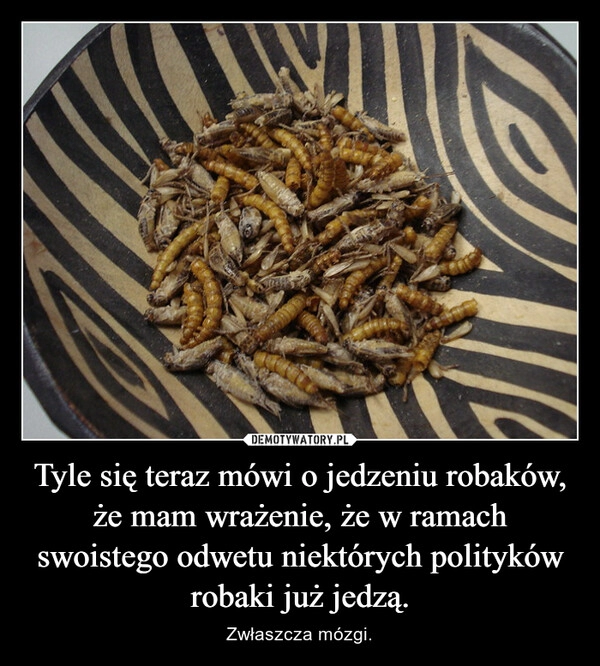 
    Tyle się teraz mówi o jedzeniu robaków, że mam wrażenie, że w ramach swoistego odwetu niektórych polityków robaki już jedzą.