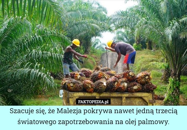 
    Szacuje się, że Malezja pokrywa nawet jedną trzecią światowego zapotrzebowania