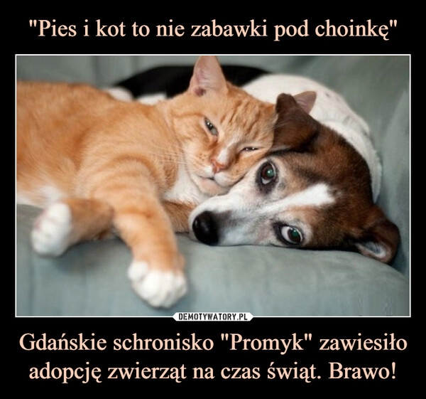 
    
"Pies i kot to nie zabawki pod choinkę" Gdańskie schronisko "Promyk" zawiesiło adopcję zwierząt na czas świąt. Brawo! 