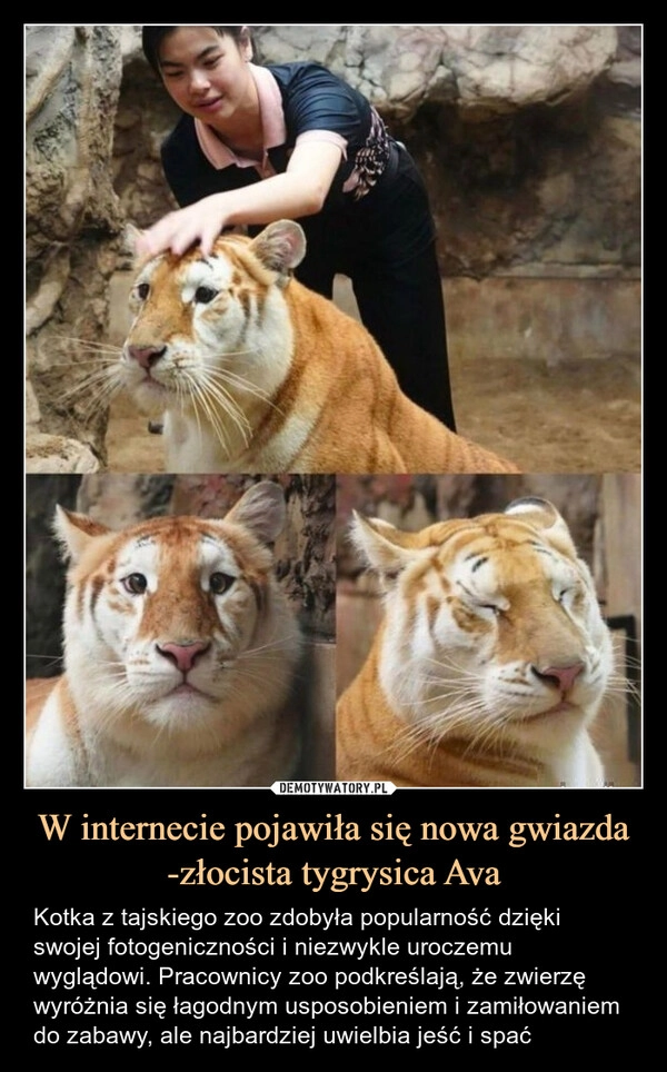 
    W internecie pojawiła się nowa gwiazda -złocista tygrysica Ava