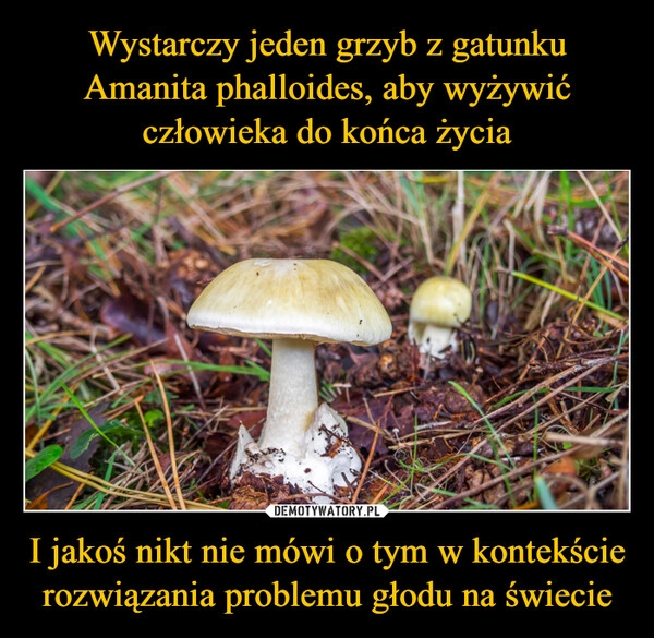 
    Wystarczy jeden grzyb z gatunku Amanita phalloides, aby wyżywić człowieka do końca życia I jakoś nikt nie mówi o tym w kontekście rozwiązania problemu głodu na świecie