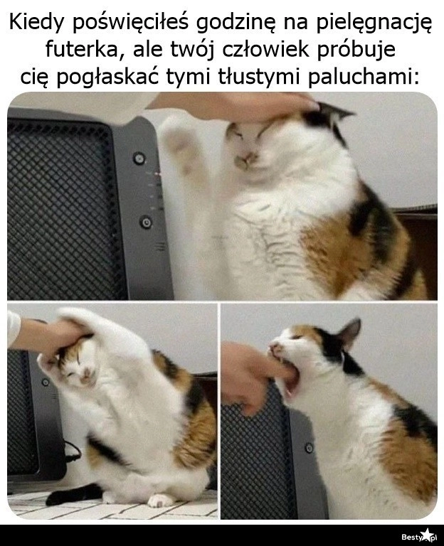 
    Żadnego głaskania! 