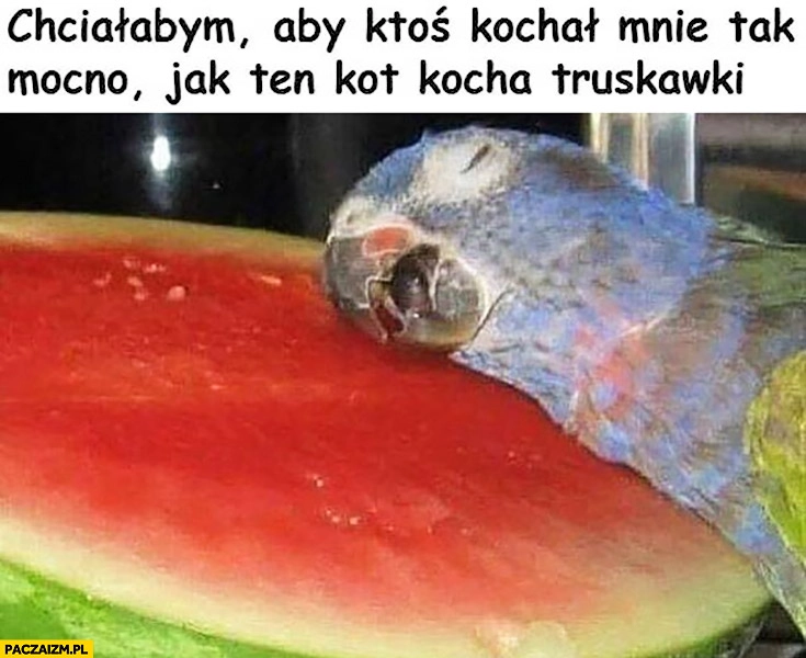 
    Chciałabym aby ktoś kochał mnie tak mocno jak ten kot kocha truskawki papuga arbuz