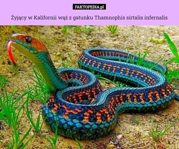 
    Żyjący w Kalifornii wąż z gatunku Thamnophis sirtalis infernalis