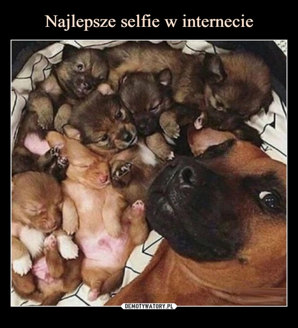 
    Najlepsze selfie w internecie