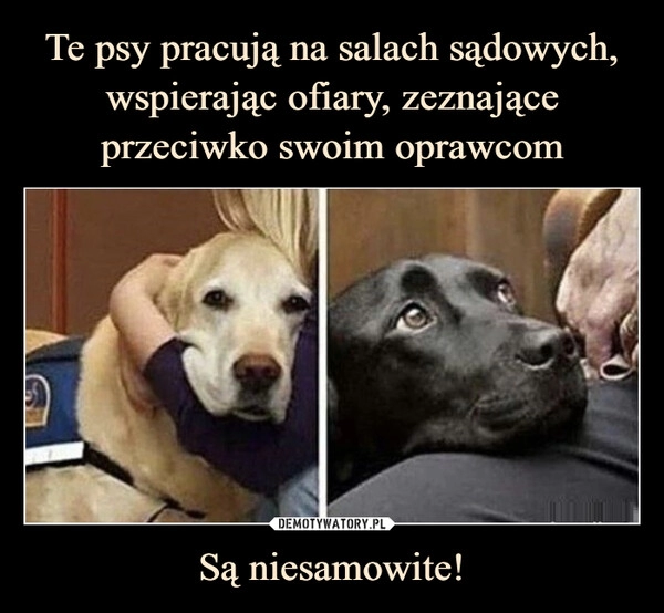 
    Te psy pracują na salach sądowych, wspierając ofiary, zeznające przeciwko swoim oprawcom Są niesamowite! 