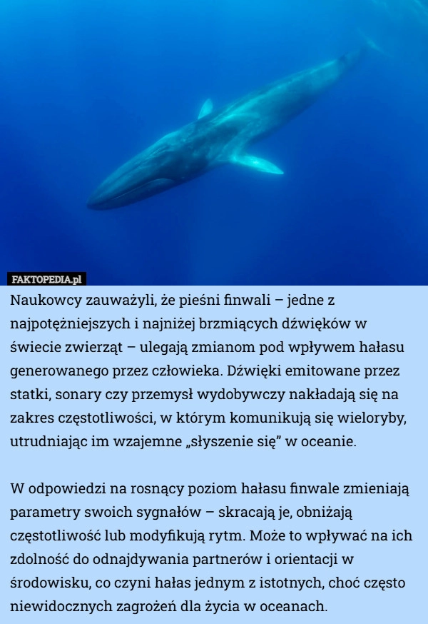 
    Naukowcy zauważyli, że pieśni finwali – jedne z najpotężniejszych i najniżej...