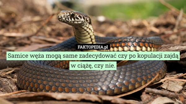 
    Samice węża mogą same zadecydować czy po kopulacji zajdą w ciążę, czy nie.