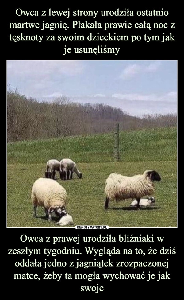 
    Owca z lewej strony urodziła ostatnio martwe jagnię. Płakała prawie całą noc z tęsknoty za swoim dzieckiem po tym jak je usunęliśmy Owca z prawej urodziła bliźniaki w zeszłym tygodniu. Wygląda na to, że dziś oddała jedno z jagniątek zrozpaczonej matce, żeby ta mogła wychować je jak swoje