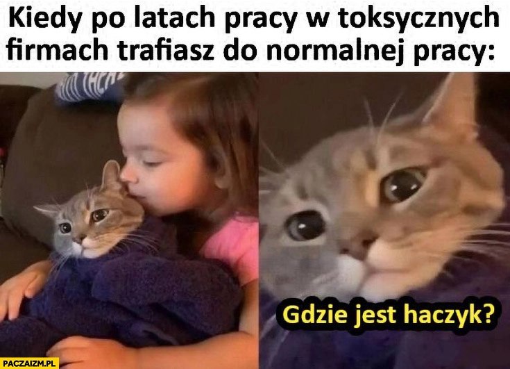 
    Kiedy po latach pracy w toksycznych firmach trafiasz do normalnej pracy kot kotek gdzie jest haczyk
