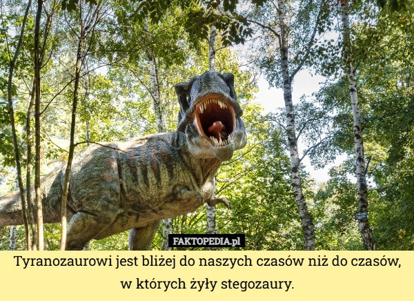 
    Tyranozaurowi jest bliżej do naszych czasów niż do czasów, w których żyły