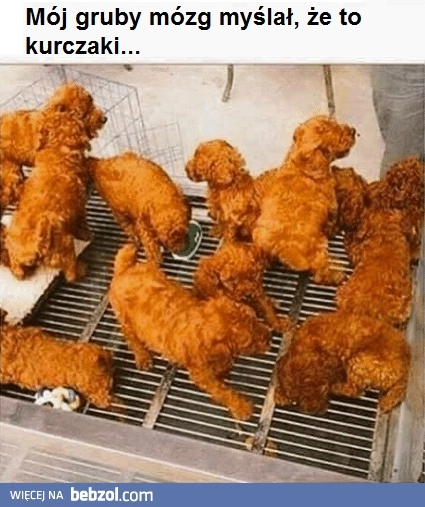 
    To nie są kurczaki 