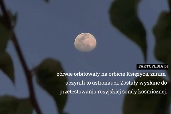 
    Żółwie Orbitowały na orbicie Księżyca, zanim uczynili to astronauci: Zostały