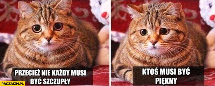 
    Przecież nie każdy musi być szczupły ktoś musi być piękny kot
