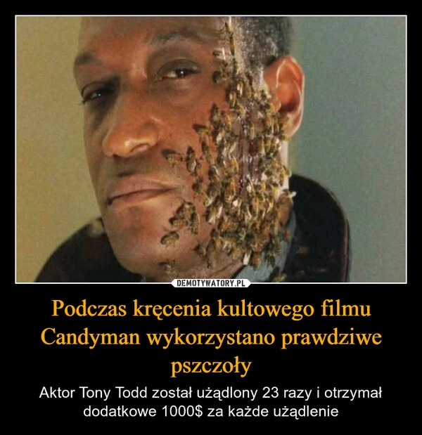 
    Podczas kręcenia kultowego filmu Candyman wykorzystano prawdziwe pszczoły