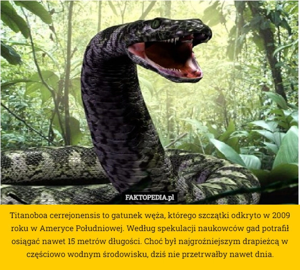 
    Titanoboa cerrejonensis to gatunek węża, którego szczątki odkryto w 2009